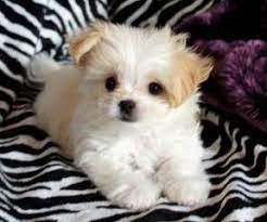 Michigan may not seem like the number one place for pets, but it offers more than one may initially think. Mi Ki Puppies For Sale Mi Ki Dog Breeders