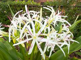Image result for Crinum asiaticum