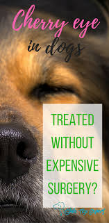 Cherry Eye In Dogs Can This Be An Indication Of A Life Threatening Underlying Condition Cherry Eye In Dogs Dog Clippers Dogs