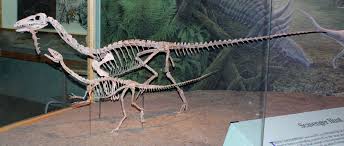 Download 144 coelophysis stock illustrations, vectors & clipart for free or amazingly low rates! Interesting Facts About Coelophysis