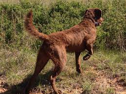 Pin By Michelle Joyce On Dogs Chesapeake Bay Retriever Retriever Chesapeake