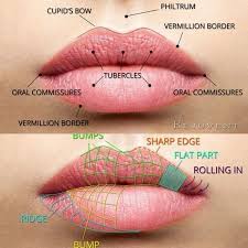 Are Your Lips Aging As We Speak Rejuvent Skincare How To Line Lips Facial Aesthetics Facial Anatomy