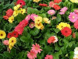 Gerbera Flower Farming Information Guide Agri Farming