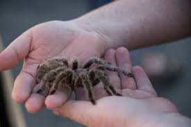 Image result for Tarantula Bite