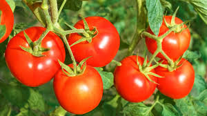 Camilla Araujo Nude Content - Full Availability