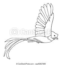 Coloring pages for adults only | adult coloring pages printable coupons work at home free coloring. Quetzal Bird Flying Vector Resplendent Quetzal Hand Drawn Monochrome Illustration Canstock