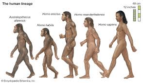 human evolution stages timeline britannica