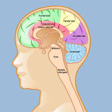 Brain tumors can affect brain function if they grow large enough to press on surrounding nerves, blood vessels and tissue. Brain Tumors In Children Weill Cornell Brain And Spine Center