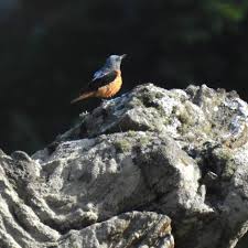 Image result for Corchorus saxatilis