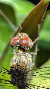 Image result for Pterygota