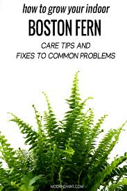 Buy boston fern and get the best deals at the lowest prices on ebay! Indoor Boston Fern Care Keep Your Fern Lush And Green
