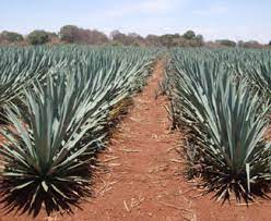 Check spelling or type a new query. All About Tequila