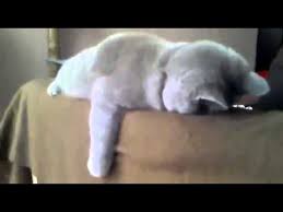 Pin On Funny Sleep Videos