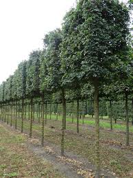 Je nach standort und acer campestre 'carnival' tree. Acer Campestre Elsrijk Ruud Van Den Berk