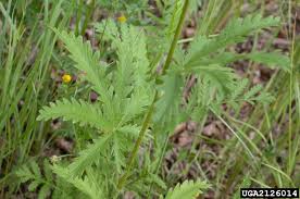 Image result for Pavetta gracillima