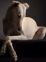 Elegant Lines Love The Greyhound Breed Vinthundar Whippets Hundar