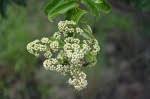 Image result for Galpinia transvaalica