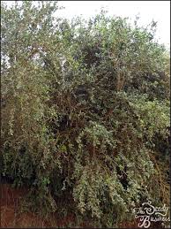 Image result for Dovyalis afra