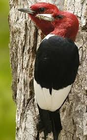 Black Bird With Red Spot On Head Pin On Our Beautiful World