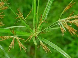 Image result for Cyperus distans