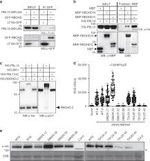 They say it's the ego's way to take over your life. Regulation Of Reactive Oxygen Species During Plant Immunity Through Phosphorylation And Ubiquitination Of Rbohd Nature Communications