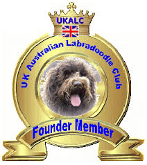 To apply for a gaga labradoodle puppy from one of our litters please complete our puppy application form. About The Breed Doodledoos Australian Labradoodles England