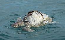 Olive Ridley Sea Turtle Wikipedia Turtle Sea Turtle Habitat Destruction