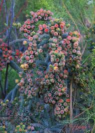 pin by mee lee on tucson arizona succulents cactus garden plants pinterest