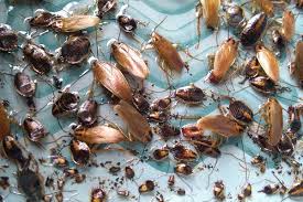 The pest control companies we've found can deal with them all with a minimum of fuss! Pest Protection Services Pest Control Services In Brentwood Antioch Pittsburg East Bay Area Cities
