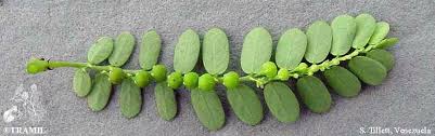 Image result for Phyllanthus amarus