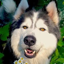 Find mackenzie river husky puppies with our free breeder search! Zorro The Husky Wolf Home Facebook
