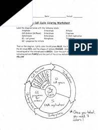 G 1 , s, g 2 , m. Cell Cycle Coloring Key
