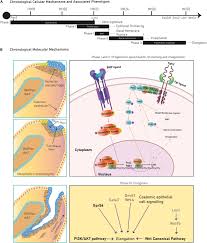 Females affected with the disorder lack normal menstrual periods and are generally unable to carry pregnancy. Frontiers Mechanistic Drivers Of Mullerian Duct Development And Differentiation Into The Oviduct Cell And Developmental Biology