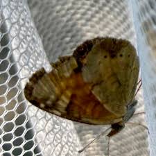 Image result for Mostuea batesii