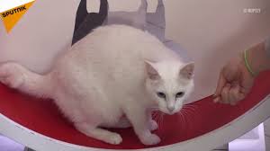 Kahin Kedi Asil Dunya Kupasi Icin Diyete Girdi Sputnik Turkiye