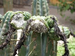 The temperature probe is on the right bottom corner of the box with the temperature set at 75°f. Huachuma San Pedro Seeds And Cuttings Posts Facebook
