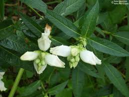 Image result for Blotiella glabra