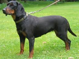 Maybe you would like to learn more about one of these? Le Kopov Ou Chien Courant Slovaque Race De Chien Et Chiot