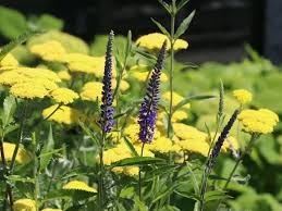 Außerdem ziehen die blüten der pflanze nützlinge und andere insekten an. Langblattriger Ehrenpreis Veronica Longifolia Info Angebot