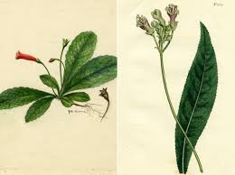 Image result for Gesneriaceae