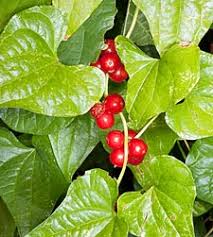 Image result for Dioscorea minutiflora