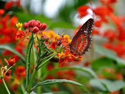 The retreat has a diverse population of more than 43,000 people. Cameron Highlands Butterfly Farm Leisure Pahang Travelmalaysia
