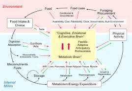 The Obesity Epidemic In The Face Of Homeostatic Body Weight Regulation What Went Wrong And How Can It Be Fixed Sciencedirect