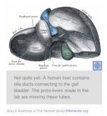Terms in this set (62). Scientists Grow A Simple Human Liver In A Petri Dish