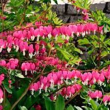 Gardens Alive 1 Pack In Bareroot Old Fashioned Pink Bleeding Heart Dicentra Lowes Com Bleeding Heart Spring Hill Nursery Flower Garden