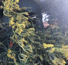 Image result for Acacia davyi