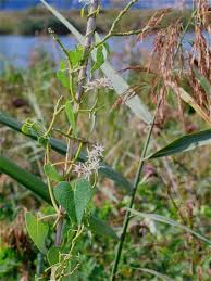 Image result for Cynanchum