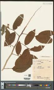 Image result for Grewia schmitzii