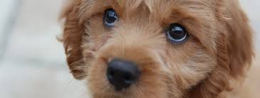 Or some way to shock your system, so as to reset i drink a glass of water to get rid of hiccups. 3 Quick Tips To Get Rid Of Your Dog Hiccups 2021 Update