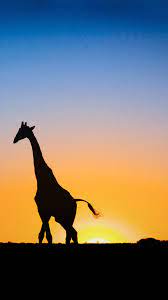We did not find results for: Giraffe Iphone Wallpapers Top Free Giraffe Iphone Backgrounds Wallpaperaccess